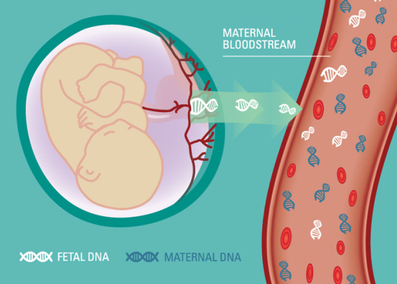 Preimplantation High-Resolution HLA Sequencing Using Next-Generation Sequencing